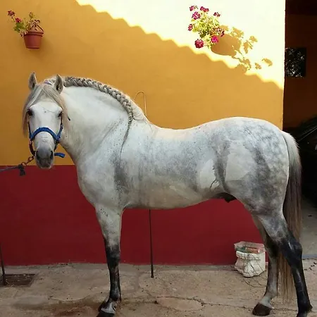 El Enganche