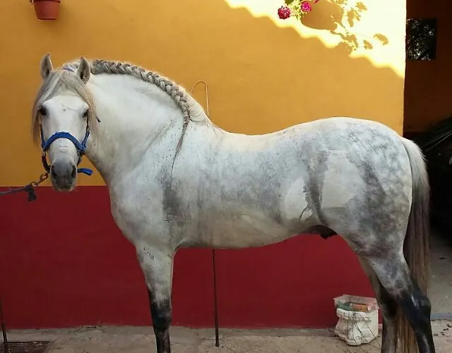 El Enganche
